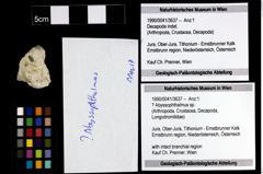 Foto (Objekt + Etiketten) von ? Abyssophthalmus sp. 